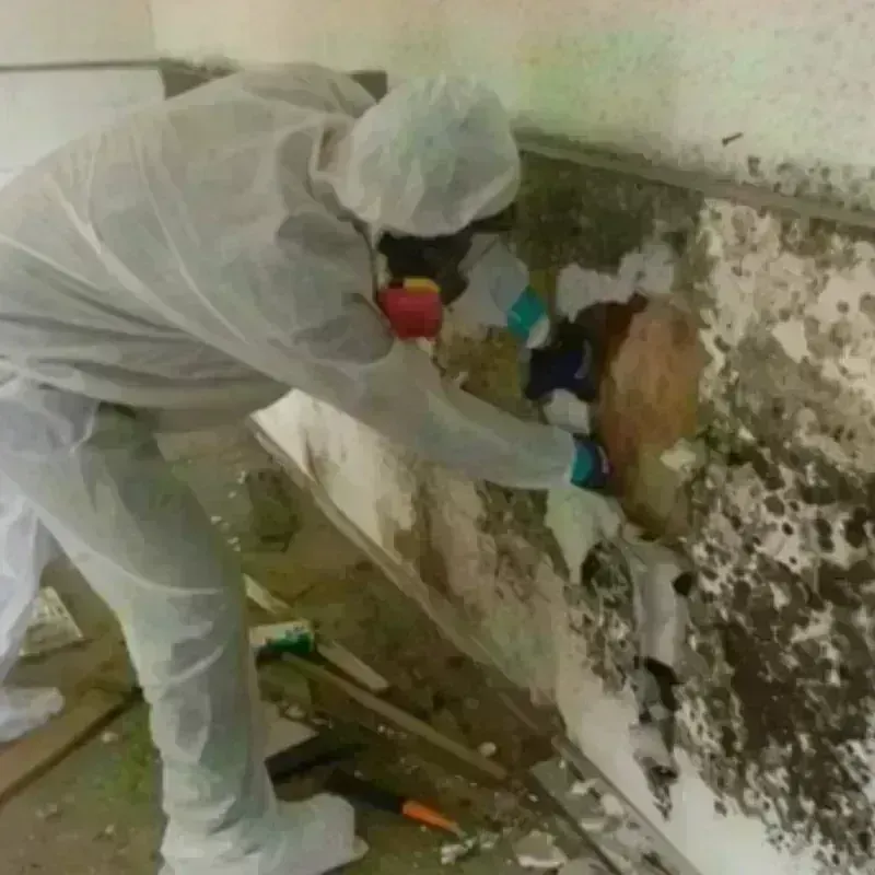 Mold Remediation and Removal in Wewoka, OK